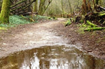 It Surely Looks Like Rain: A Trail Run in the Rain